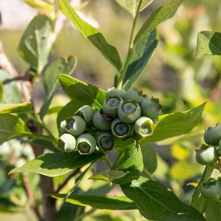 Quinta De Requeixo * Guimarães