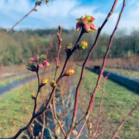 Quinta De Requeixo *