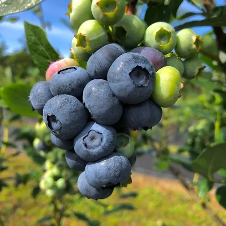 Quinta De Requeixo Séjour à la ferme *