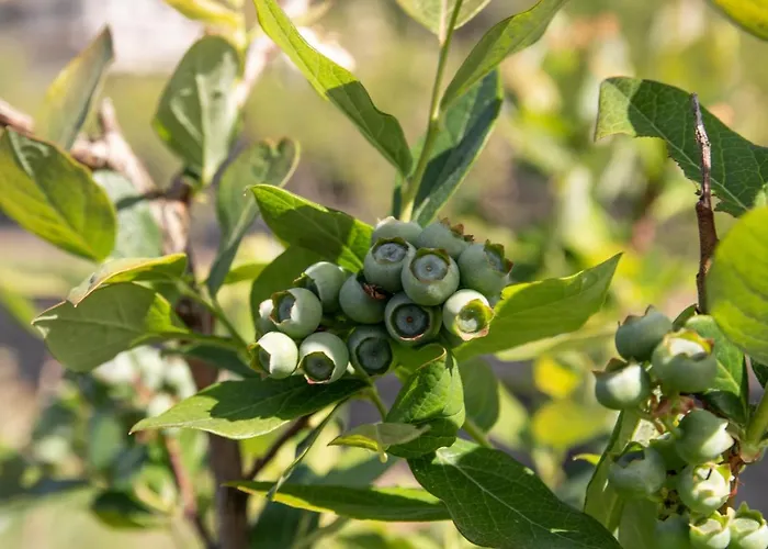 Quinta De Requeixo * Guimaraes