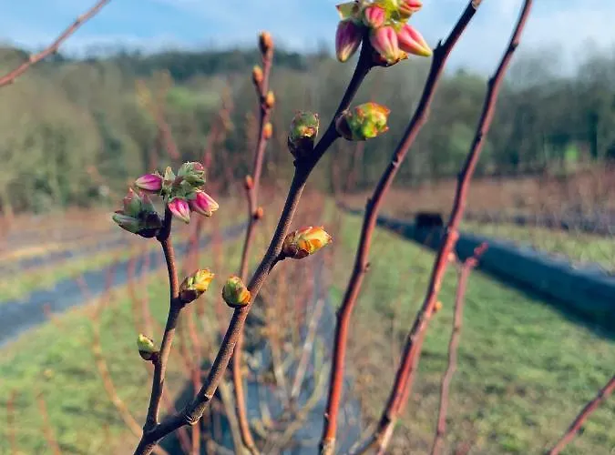 Quinta De Requeixo *