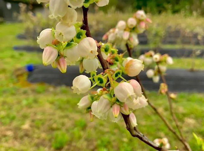 Quinta De Requeixo *