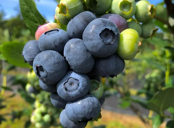 Quinta De Requeixo Farm stay *